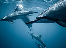 【直播】拖米：感觉王回来了！落幕：有点期待AG打狼队了